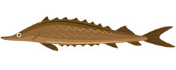 Sturgeon