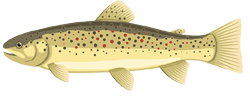 Trout