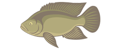 Tilapia