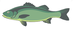 Branzino